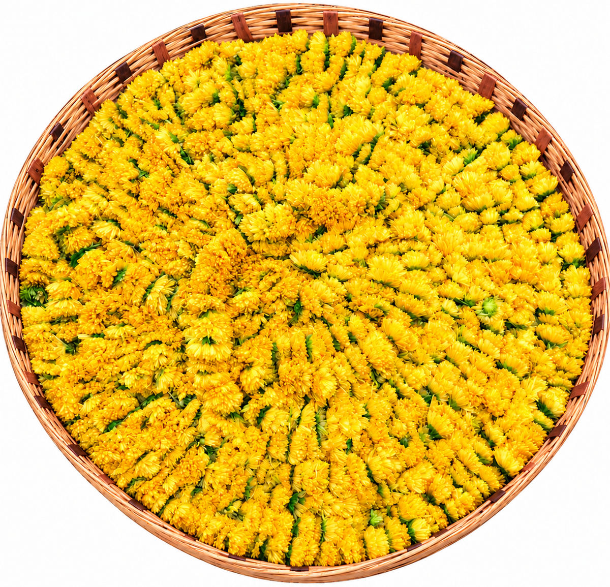 Yellow Sevanthi Flower String (Chrysanthemum) 💛🌼