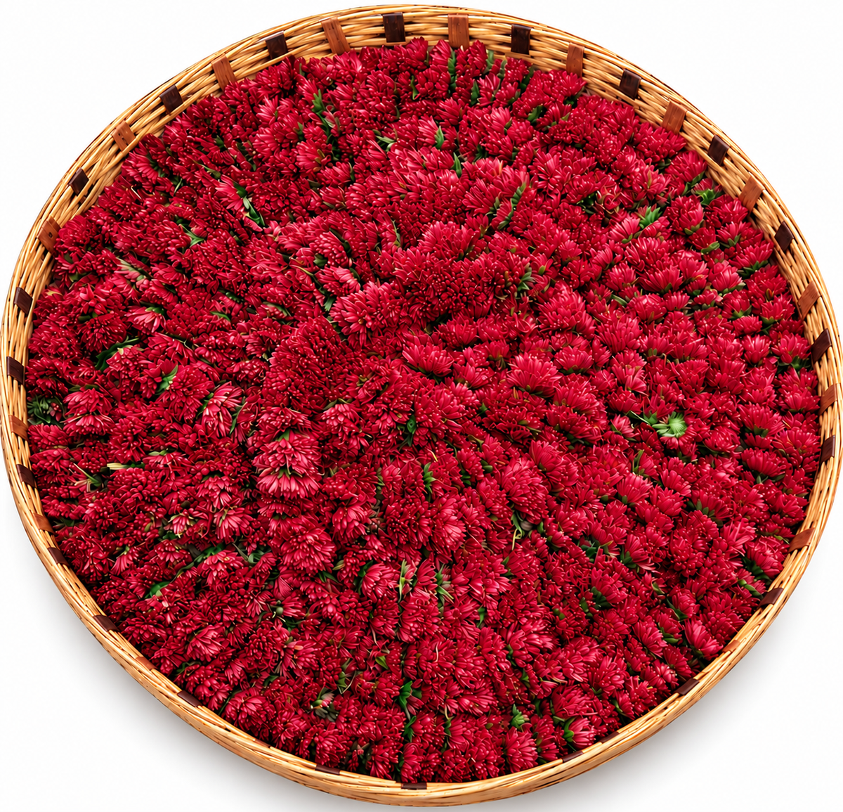 Red Sevanthi Flower String (Chrysanthemum) ❤️🌺
